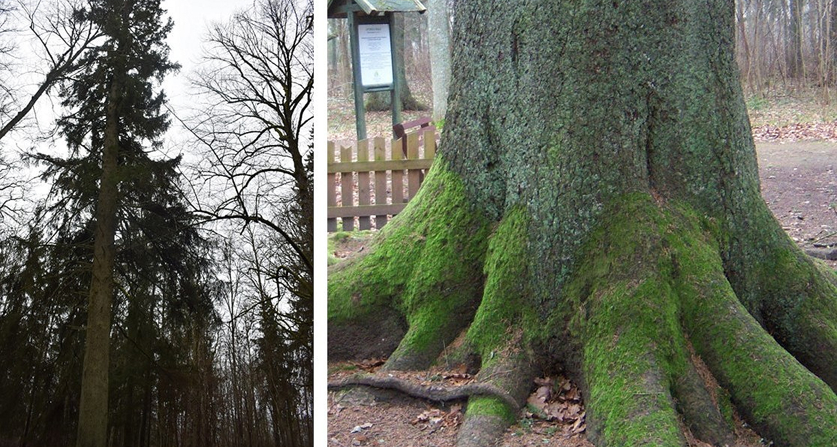 Eglės Sesės - Kupiškėnų mintys